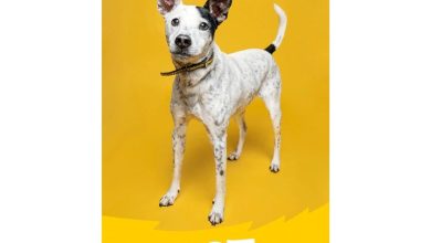 Dogs Trust Slim Diary 2027