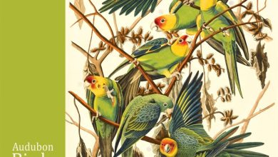 Audubon Birds