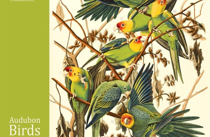 Audubon Birds