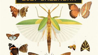Insects Calendar 2027