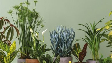 House Plants Calendar 2027