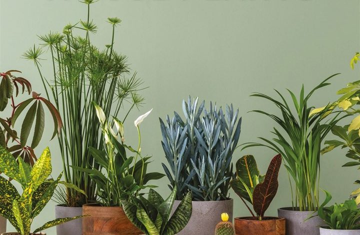 House Plants Calendar 2027