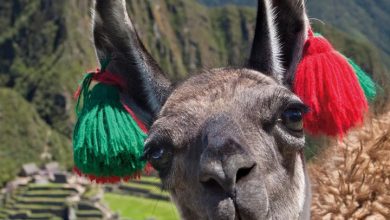 Llamas Calendar 2027
