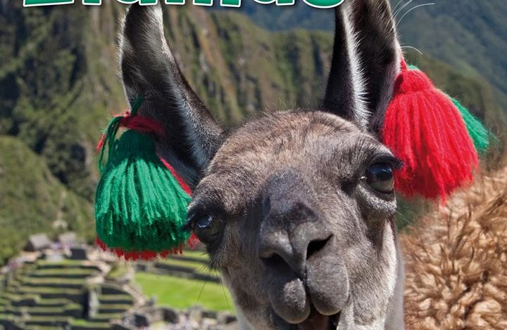 Llamas Calendar 2027
