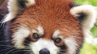Red Pandas Calendar 2027