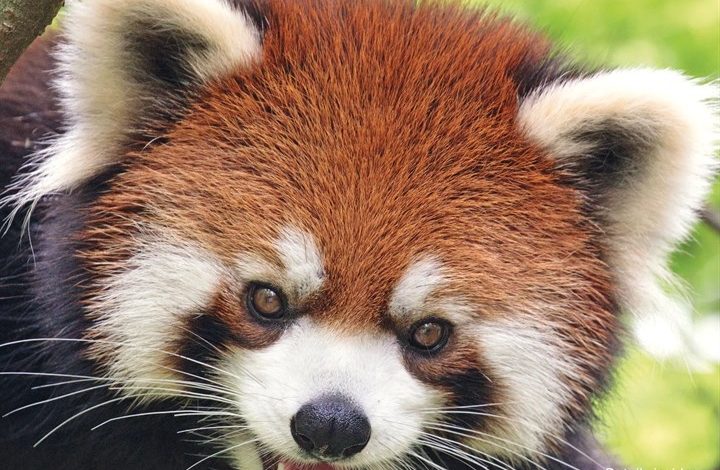 Red Pandas Calendar 2027