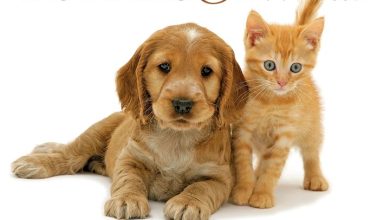 Puppies & Friends Desk Calendar 2027
