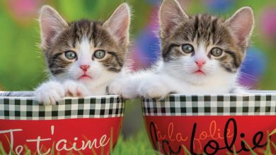 What the F*ck Kitty Calendar 2027