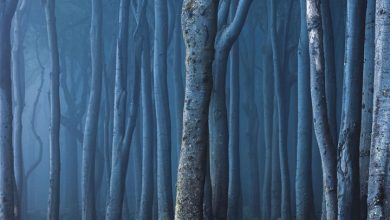 Witches Woods Calendar 2027