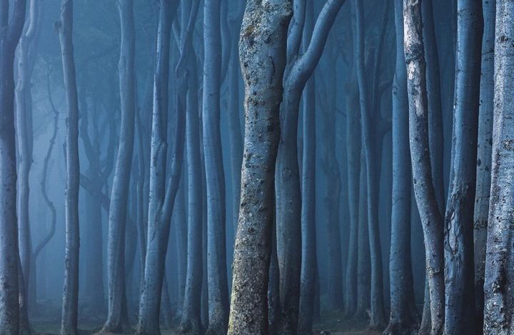 Witches Woods Calendar 2027