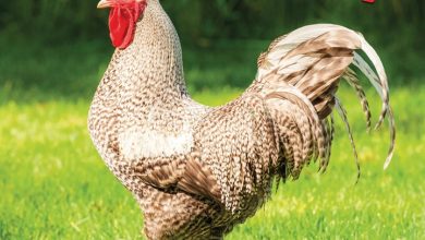 Extremely Fowl Calendar 2027