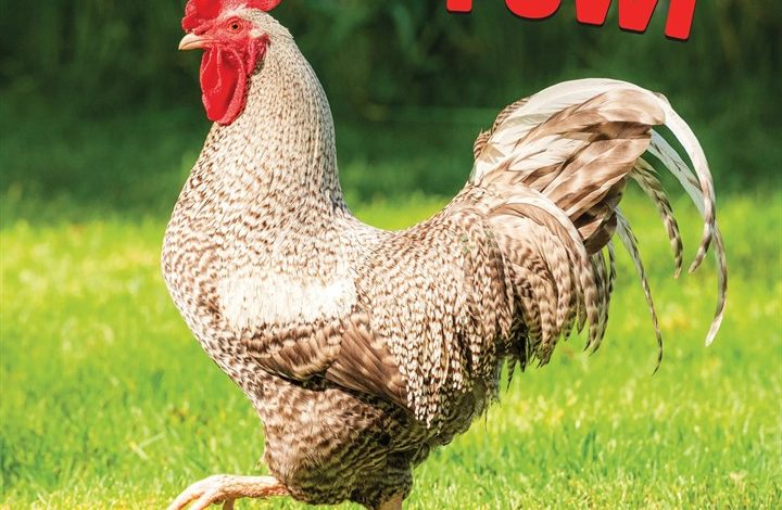 Extremely Fowl Calendar 2027