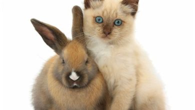 Bunnies & Friends Calendar 2027