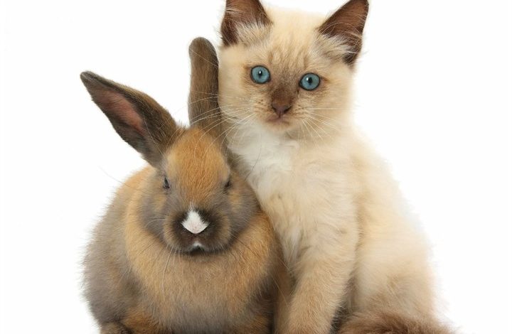 Bunnies & Friends Calendar 2027