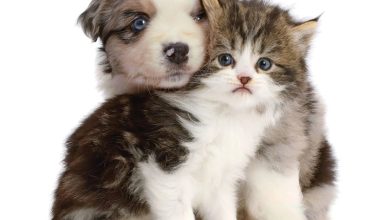 Kittens & Friends Calendar 2027