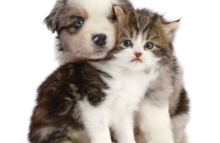 Kittens & Friends Calendar 2027
