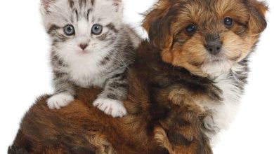 Puppies & Friends Calendar 2027