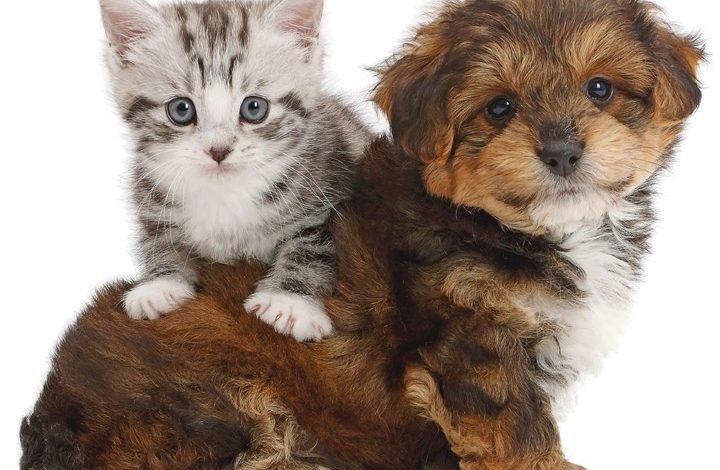 Puppies & Friends Calendar 2027