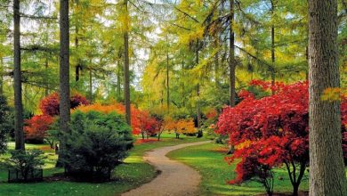 Westonbirt