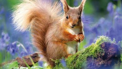 The Wildlife Trusts Calendar 2027