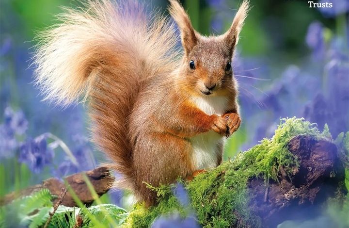 The Wildlife Trusts Calendar 2027