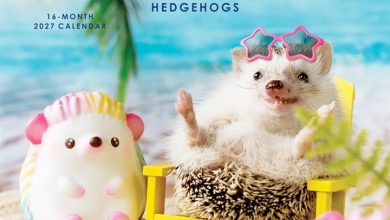 The Happiest Hedgehogs Mini Calendar 2027