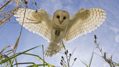British Wildlife Photography Calendar 2027