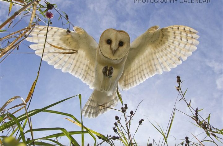 British Wildlife Photography Calendar 2027