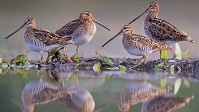 Wildlife Photographer Of The Year Calendar 2027