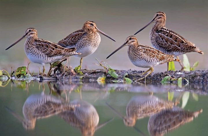 Wildlife Photographer Of The Year Calendar 2027