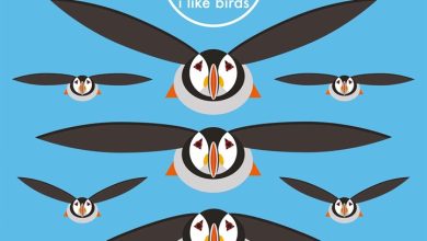 I Like Birds Calendar 2027