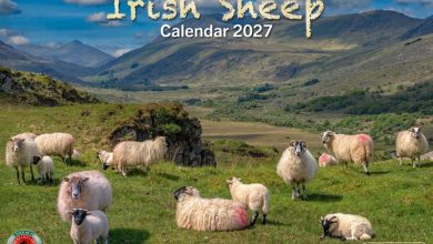 Irish Sheep A4 Calendar 2027