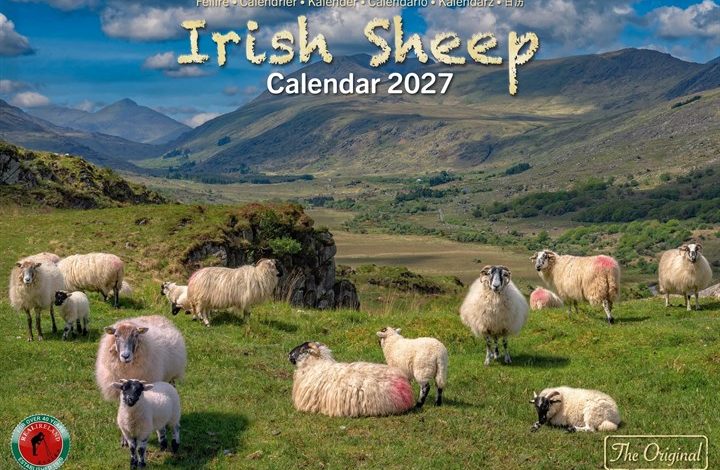 Irish Sheep A4 Calendar 2027