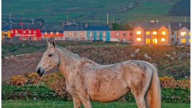 Irish Creatures Great & Small Mini Calendar 2027