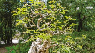 Bonsai Calendar 2027
