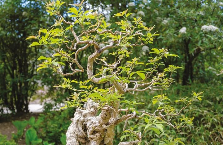 Bonsai Calendar 2027