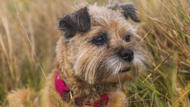 Border Terriers Calendar 2027