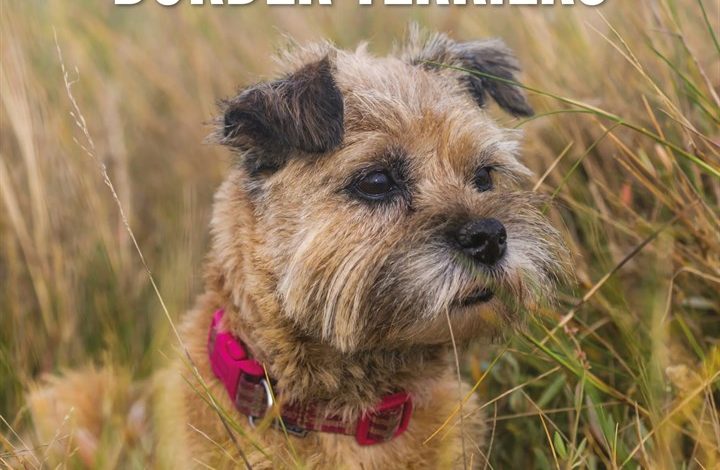 Border Terriers Calendar 2027
