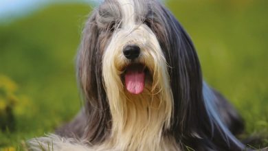 Bearded Collies Calendar 2027