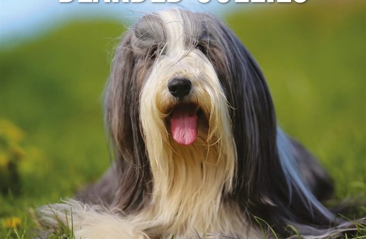 Bearded Collies Calendar 2027