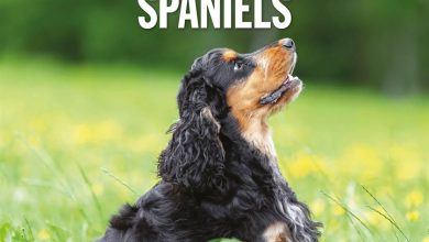 English Cocker Spaniels Calendar 2027