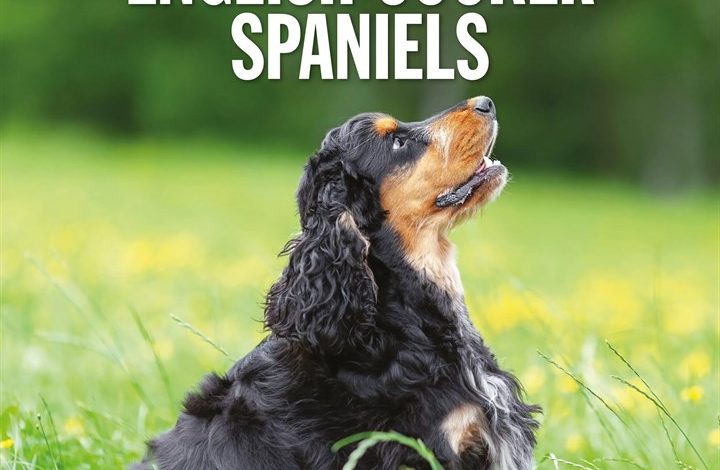 English Cocker Spaniels Calendar 2027
