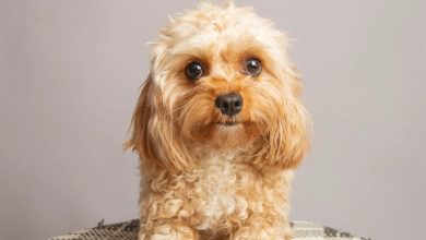 Cavapoos Calendar 2027
