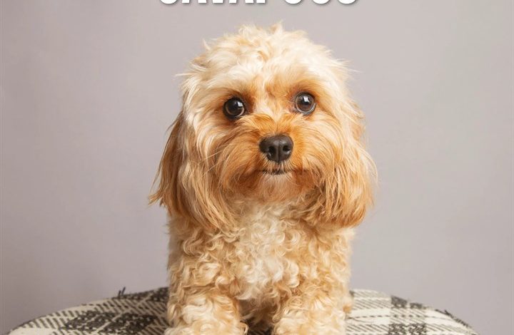 Cavapoos Calendar 2027