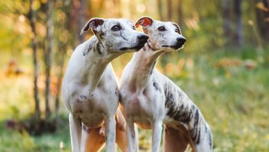 Whippets Calendar 2027