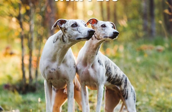 Whippets Calendar 2027