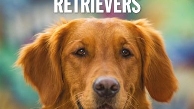 Flat Coated Retrievers Calendar 2027