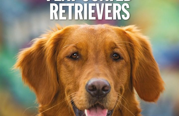 Flat Coated Retrievers Calendar 2027