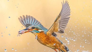 Kingfishers Calendar 2027