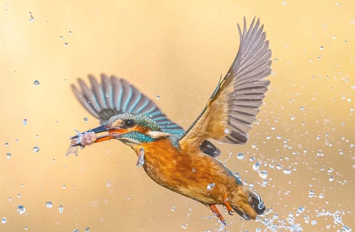 Kingfishers Calendar 2027